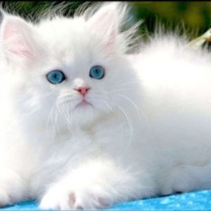 12 نوع انگل حیوانات خانگی و راه های جلوگیری از آن