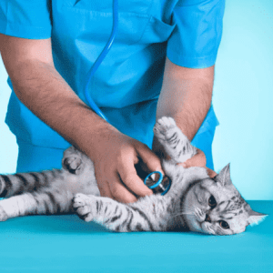 18 رفتار هشداردهنده گربه ها: کی باید نگران باشیم؟