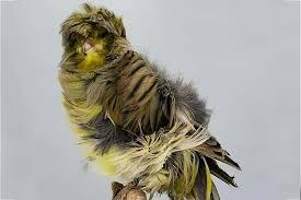 12 اشتباه رایج در نگهداری قناری که باید از آن‌ ها دوری کنید