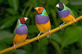 15 ویژگی جالب فنچ‌ سانان که آن‌ ها را خاص می‌ کند